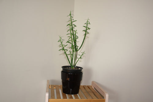 Euphorbia Mauritanica - 13cm Pot