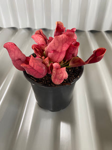 Sarracenia purpurea