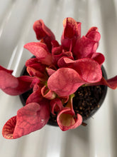 Load image into Gallery viewer, Sarracenia purpurea