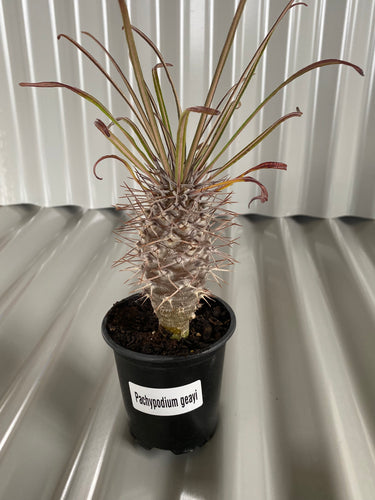 Pachypodium geayi