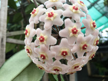 Load image into Gallery viewer, Hoya Carnosa 12 cm pot