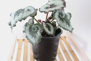 Begonia Escargot 15 cm pot