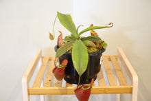 Load image into Gallery viewer, Nepenthes &quot;lady luck&quot;