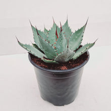 Load image into Gallery viewer, Agave parryi (Parry&#39;s agave)