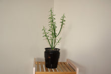 Load image into Gallery viewer, Euphorbia Mauritanica - 13cm Pot