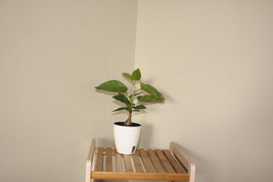 Ficus Palmeri 12cm Pot