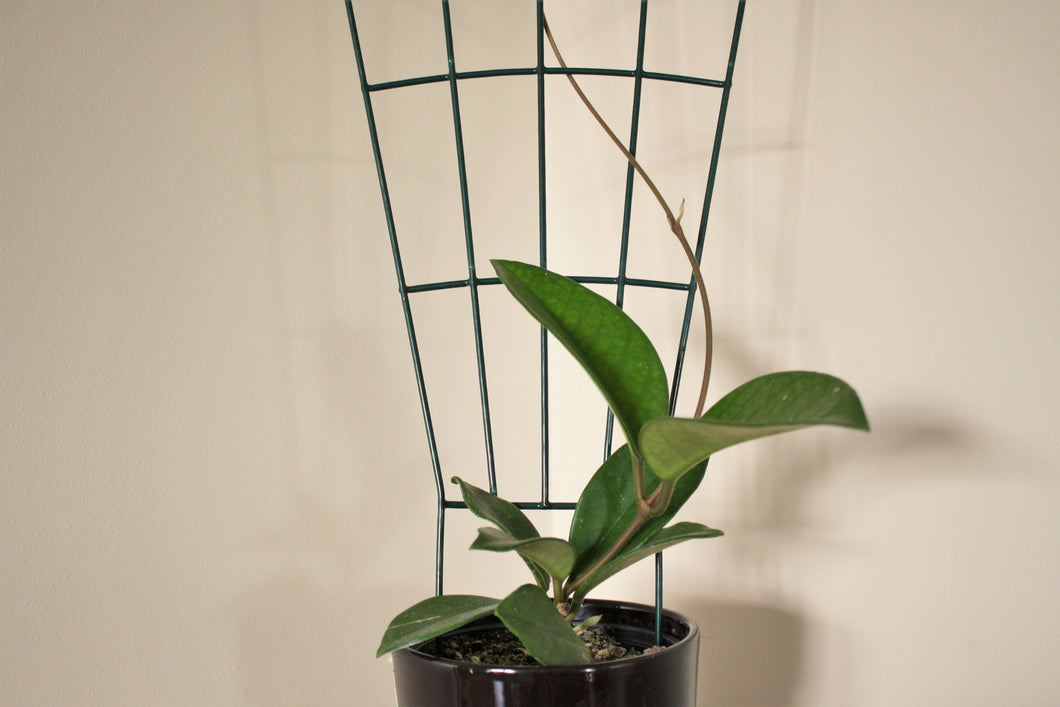 Hoya - Fungii 12cm Pot