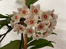 Load image into Gallery viewer, Hoya - CL Snowball 12cm Pot CL