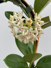 Load image into Gallery viewer, Hoya - Keysii 12cm Pot - Well grown plant