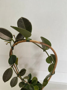 Hoya - Keysii 12cm Pot - Well grown plant