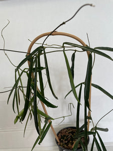 Hoya - Longifolia 12cm Pot