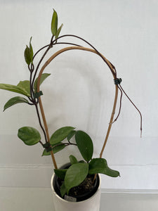 Hoya - Pubicalyx  "Jungle Garden"