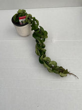 Load image into Gallery viewer, Hoya Hindu Rope - Carnosa Compacta 10cm Pot