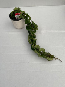 Hoya Hindu Rope - Carnosa Compacta 10cm Pot