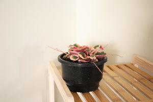 Saxifraga Stolonifera Variegated - Strawberry Begonia 13cm Bskt CL