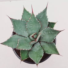 Load image into Gallery viewer, Agave parryi (Parry&#39;s agave)