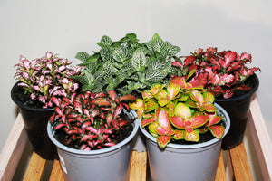 Fittonia Verschaffeltii Mixed 10cm -