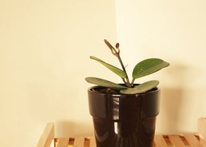 Hoya - Obovata 12cm Pot
