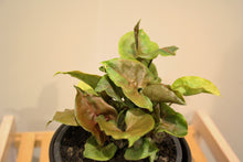 Load image into Gallery viewer, Syngonium Podophyllum - Purple Beauty 12cm Pot CL