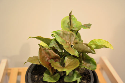 Syngonium Podophyllum - Purple Beauty 12cm Pot CL