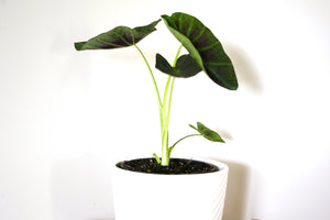 Alocasia - Illustris 15cm Pot